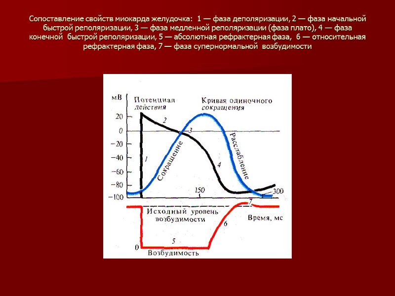 Сопоставление свойств миокарда желудочка:  1 — фаза деполяризации, 2 — фаза начальной быстрой